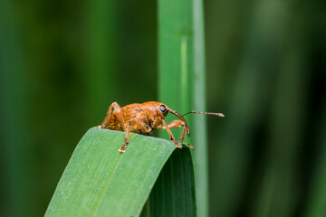 Macro shot of a brown weevil insect on a green leaf  close-up of a snout beetle (curculio) in its natural habitat. © AlMacro