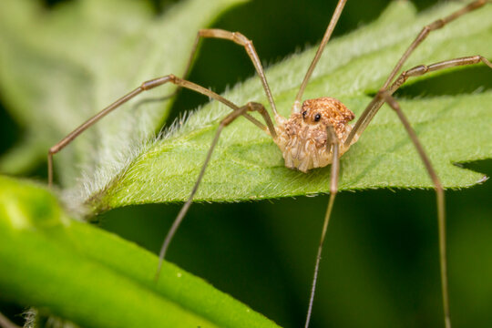 Macro shot of a harvestman (daddy longlegs) on a green leaf; close-up of a common opiliones arachnid in natural habitat.