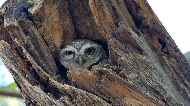 An adorable spotted owlet peeking out from a hollow in an old tree trunk