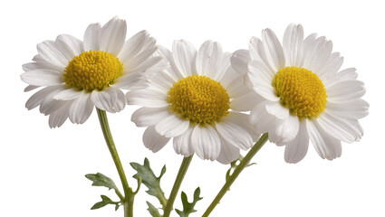 Fototapeta premium Three white daisy flowers with yellow centers, isolated on transparent background
