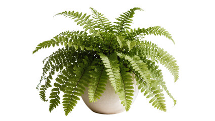 Lush green fern plant in a ceramic pot, isolated on transparent background © Piotr