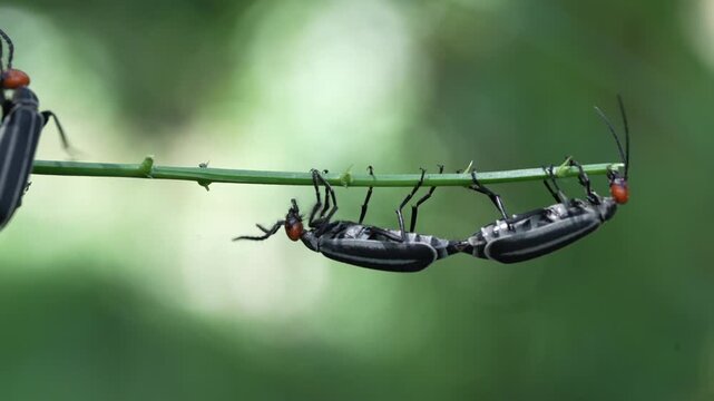 Striped Blister Beetle (Epicauta vittata) , is a species of beetle in the family Meloidae, commonly as the striped blister beetle It is known as an agricultural pest Pang Sida National Park,THAILAND