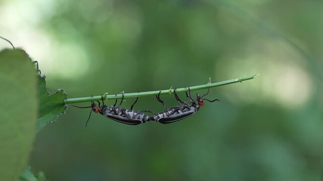 Striped Blister Beetle (Epicauta vittata) , is a species of beetle in the family Meloidae, commonly as the striped blister beetle It is known as an agricultural pest Pang Sida National Park,THAILAND