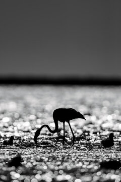Greater flamingo (Phoenicopterus roseus) silhouette in the backlight of the setting sun, standing in a lagoon in the Camargue, France.