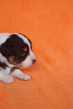 A small puppy is looking at the camera