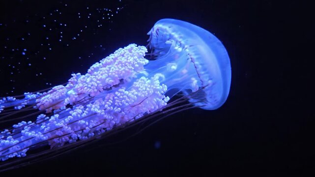 A Majestic Jellyfish Floating Gracefully Through the Deep Sea, Illuminated by Bioluminescent Coloration and Surrounded by Small Bubbles in a Dark Ocean Environment