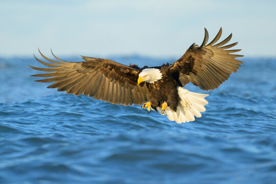 Bald Eagle Strike Over Cook Inlet, Hunting Herring, Alaska
