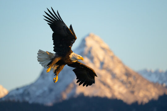 Adult Bald Eagle in Flight With Kenai Mountain Peak, Alaska, Win