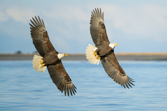 Bald Eagles Kleptoparasitism Interaction Over Kachemak Bay, Alas