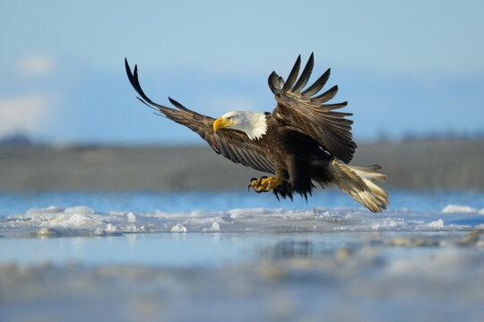 Adult Bald Eagle Fishing Through Slush Ice, Cook Inlet, Alaska