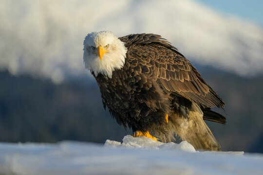 Adult Bald Eagle Perched on Sea Ice, Kachemak Bay, Alaska, Winte
