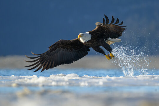 Bald Eagle Striking Through Ice and Slush, Cook Inlet, Alaska, W