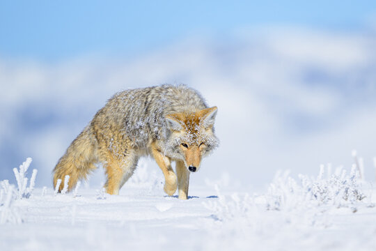 Frost Covered Coyote Against Frozen Yellowstone Winter Landscape