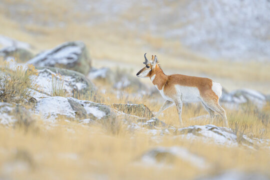 Pronghorn Buck Walking Through Snow Covered Glacial Erratics in