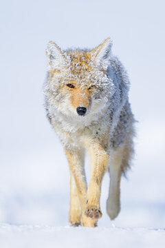 Frost Covered Coyote Moving Through Snow in Yellowstone Winter
