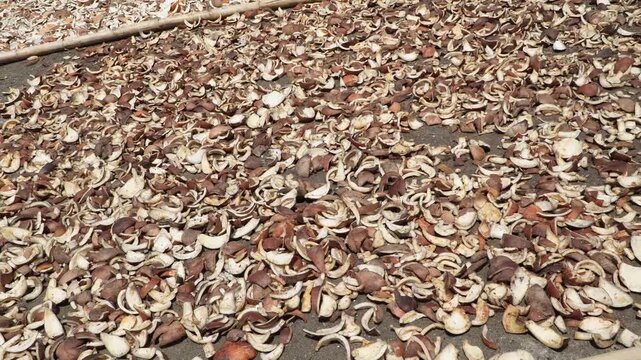 Drying coconut copra pieces under the sun for coconut oil production