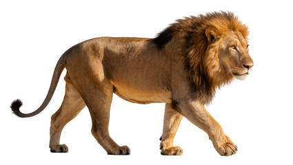 Majestic male lion with full mane walking, isolated on transparent background © Piotr