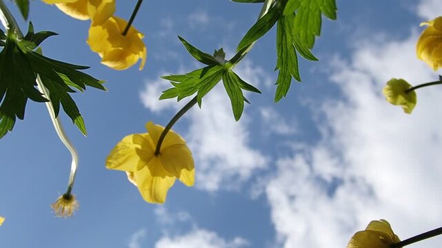 Yellow globeflowers with green leaves against the blue sky and white clouds