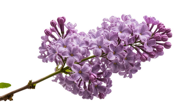 Delicate purple lilac flower cluster with buds, isolated on transparent background