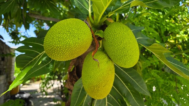 Breadfruit on tree