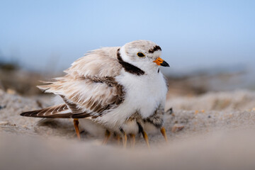 Obraz premium Baby Piping Plovers Hiding Under Mom’s Wings