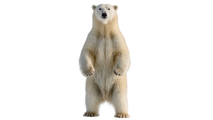 Polar bear standing upright on hind legs, full body view © Maria