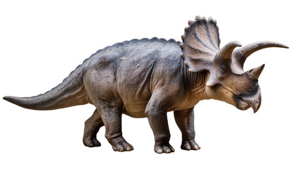 Triceratops dinosaur with three horns and frill © Maria