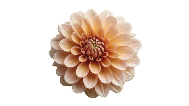 Peach and orange dahlia flower with layered petals