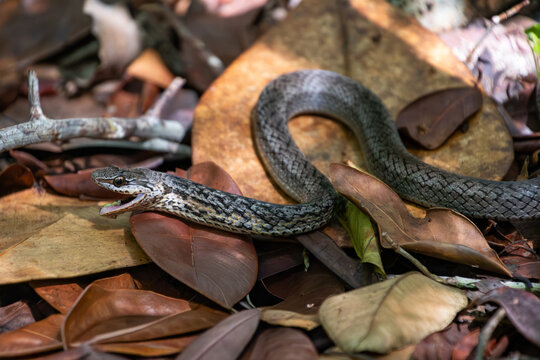 View of a snake with its mouth open slithering over dry leaves in Primeval Forest National Park, Nassau, New Providence, The Bahamas.