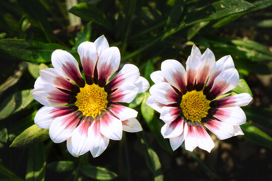 Pair of Gazania Flowers (Gazania rigens) Blooming in Bright Sunlight