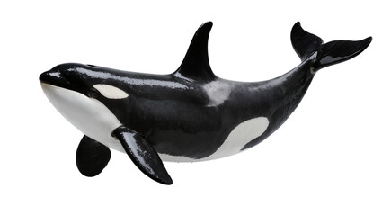 Orca whale with black and white markings © Maria