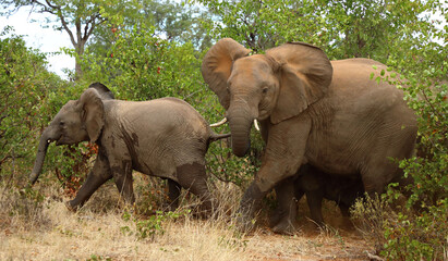 Fototapeta premium Afrikanischer Elefant / African elephant / Loxodonta africana