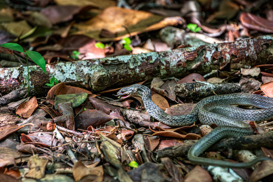 View of a Bahamian racer snake slithering across a forest floor covered in dry leaves and fallen branches in Nassau, New Providence, The Bahamas.