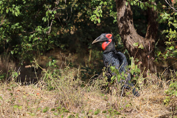 Kaffernhornrabe / Southern ground hornbill / Bucorvus leadbeateri © Ludwig