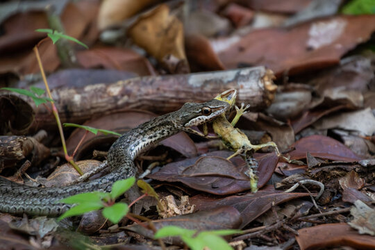View of a snake preying on a lizard among dry leaves and fallen branches on the forest floor in Primeval Forest National Park, Nassau, New Providence, The Bahamas.