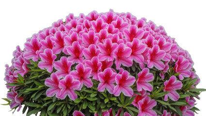 Fototapeta premium Abundant pink azalea bush with vibrant red centers