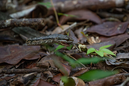 View of a snake preying on a frog among dry leaves and twigs on the forest floor of Primeval Forest National Park in Nassau, New Providence, The Bahamas.