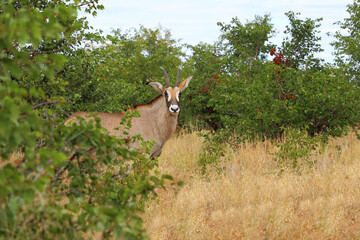 Roanantilope oder Pferdeantilope / Roan antelope / Hippotragus equinus © Ludwig