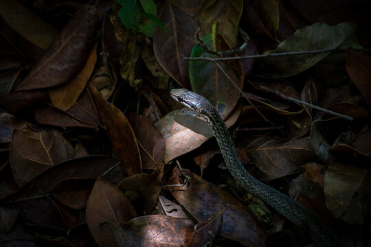 View of a snake slithering through dry brown leaves on the forest floor of Primeval Forest National Park in Nassau, New Providence, The Bahamas.