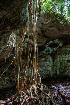 View of hanging tree roots descending from limestone rock formations in the lush tropical environment of Primeval Forest National Park in Nassau, New Providence, The Bahamas.