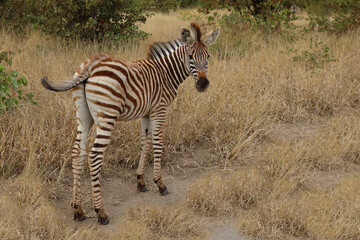 Obraz premium Steppenzebra / Burchell's zebra / Equus quagga burchellii