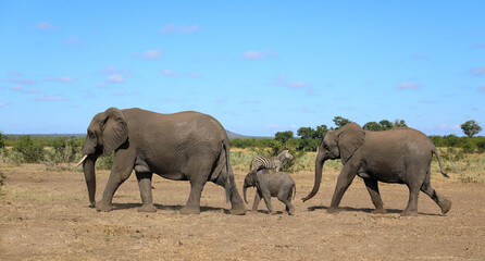 Obraz premium Afrikanischer Elefant / African elephant / Loxodonta africana
