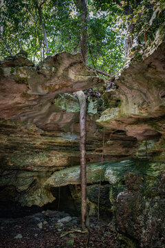 View of a tree trunk growing through a limestone cavern with lush green foliage and rocky formations in Primeval Forest National Park, Nassau, New Providence, The Bahamas.
