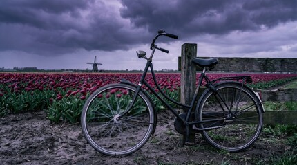 Fototapeta premium Bicycle leans against a wooden fence beside a colorful tulip field, while dark, moody clouds gather overhead in the serene Dutch landscape. Nature's colors contrast beautifully.
