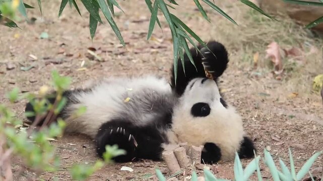 Happy Little Panda laying of the yard , eating Bamboo leaves, China