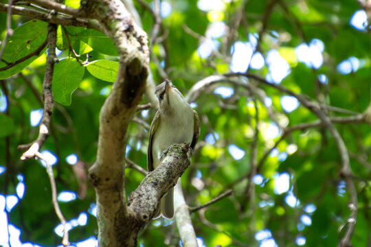 View of a small bird perched on a tree branch looking up amidst lush green foliage in Primeval Forest National Park Nassau, New Providence, The Bahamas.