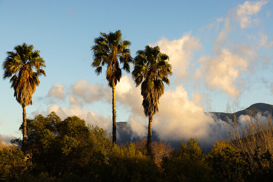 palm trees, clouds and mountain at sunrise, Stanford, South Africa