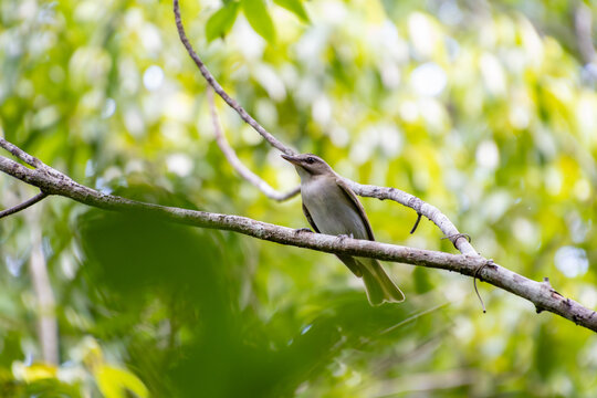 View of a small bird perched on a thin branch amidst lush green foliage and soft sunlight in Nassau, New Providence, The Bahamas.