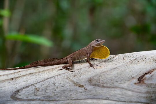 View of a brown anole lizard displaying its bright yellow dewlap while perched on a fallen log at Primeval Forest National Park Nassau, New Providence, The Bahamas.