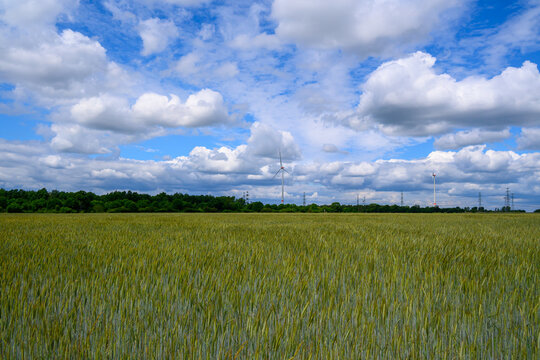 Serene Field with Cloudy presented in a natural scene in an outdoor setting, in a natural environment, under daylight, with a natural mood, suitable for wildlife, conservation.